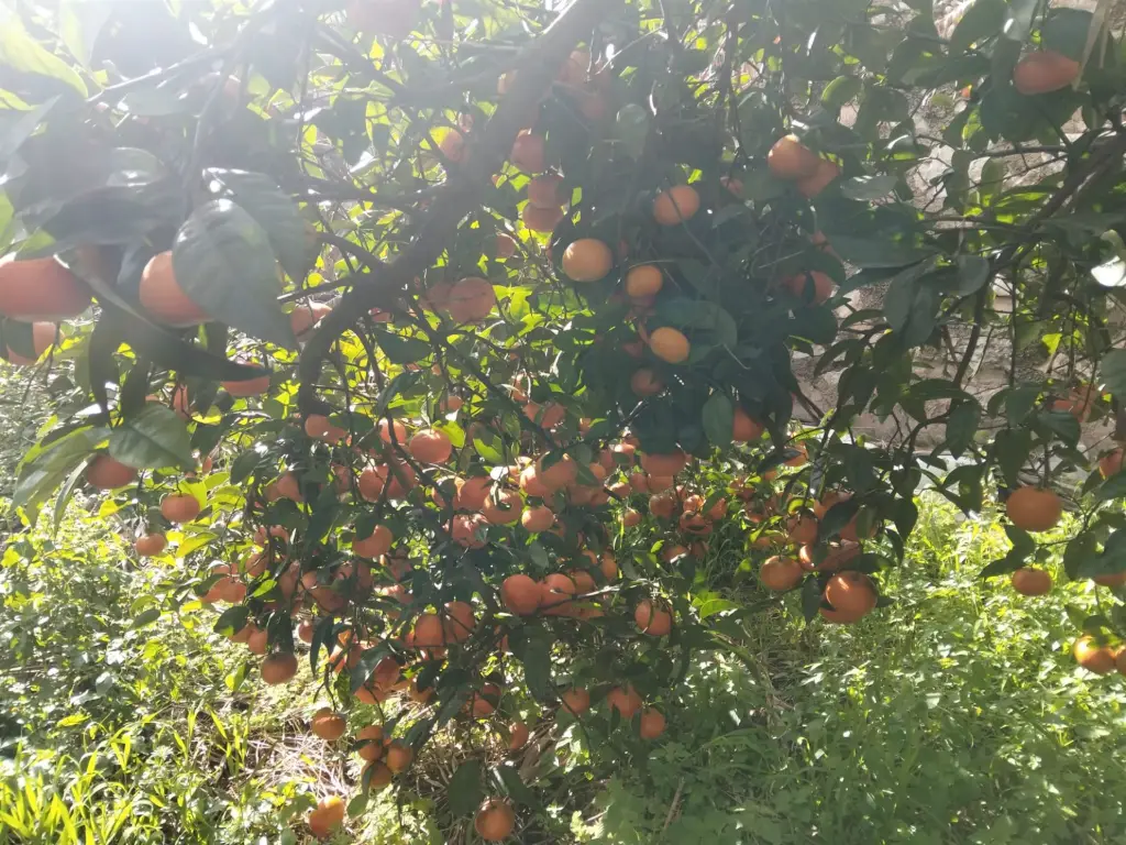 Mandarinas maduras en el árbol en nuestra finca de Tavernes de la Valldigna
