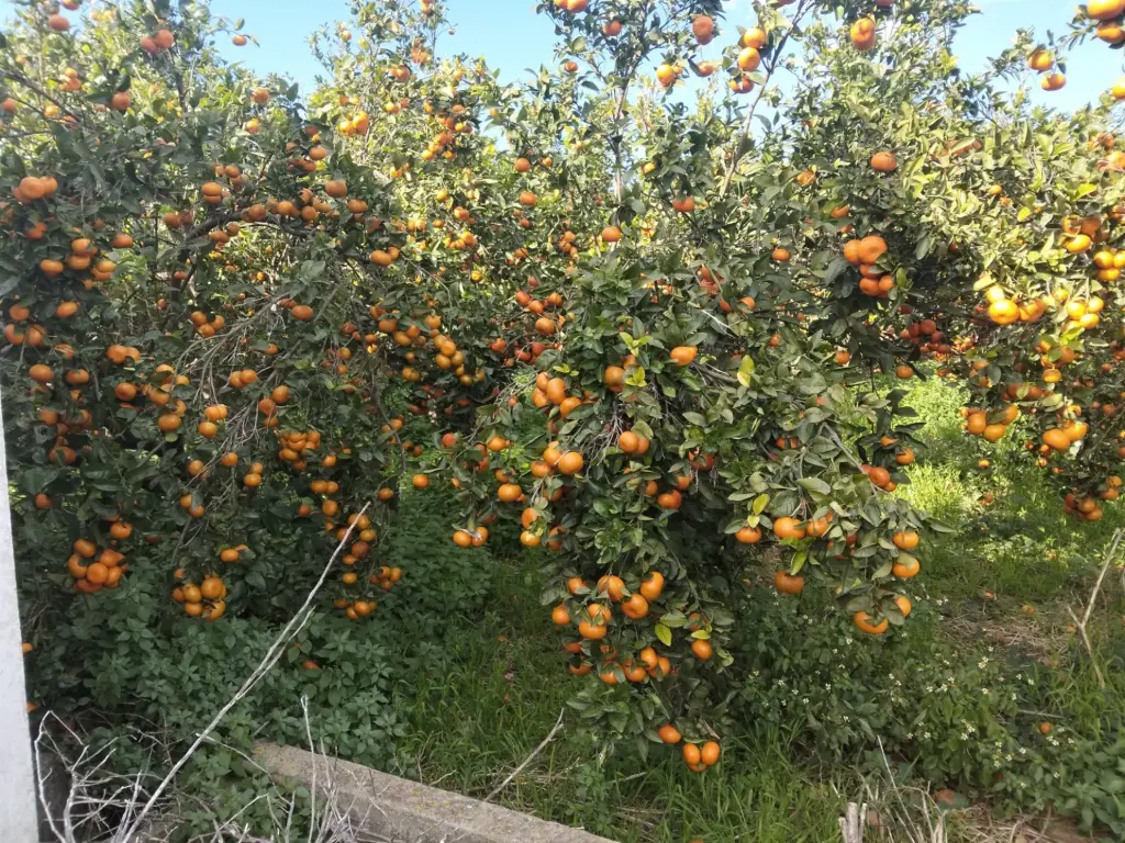 Mandarinos cargados de fruta en nuestra finca de La Valldigna