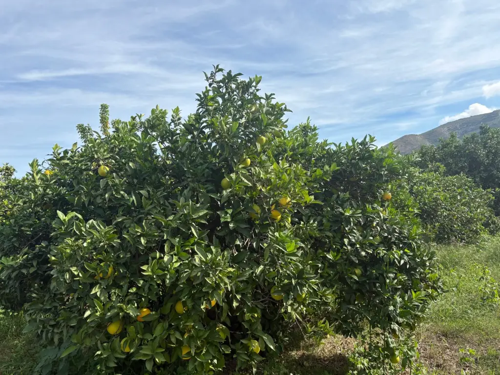 Un naranjo con fruta en nuestra finca, con la sierra de La Valldigna al fondo