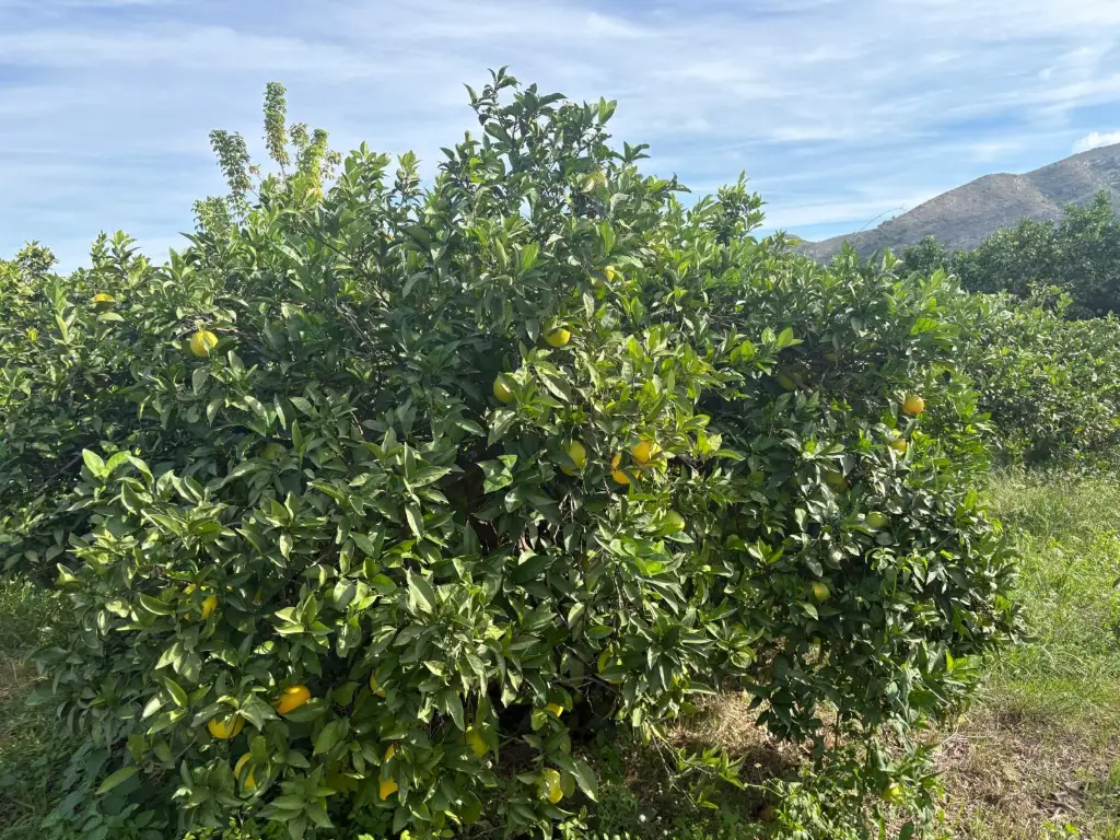 Naranjo con las naranjas aún verdes a principios de temporada