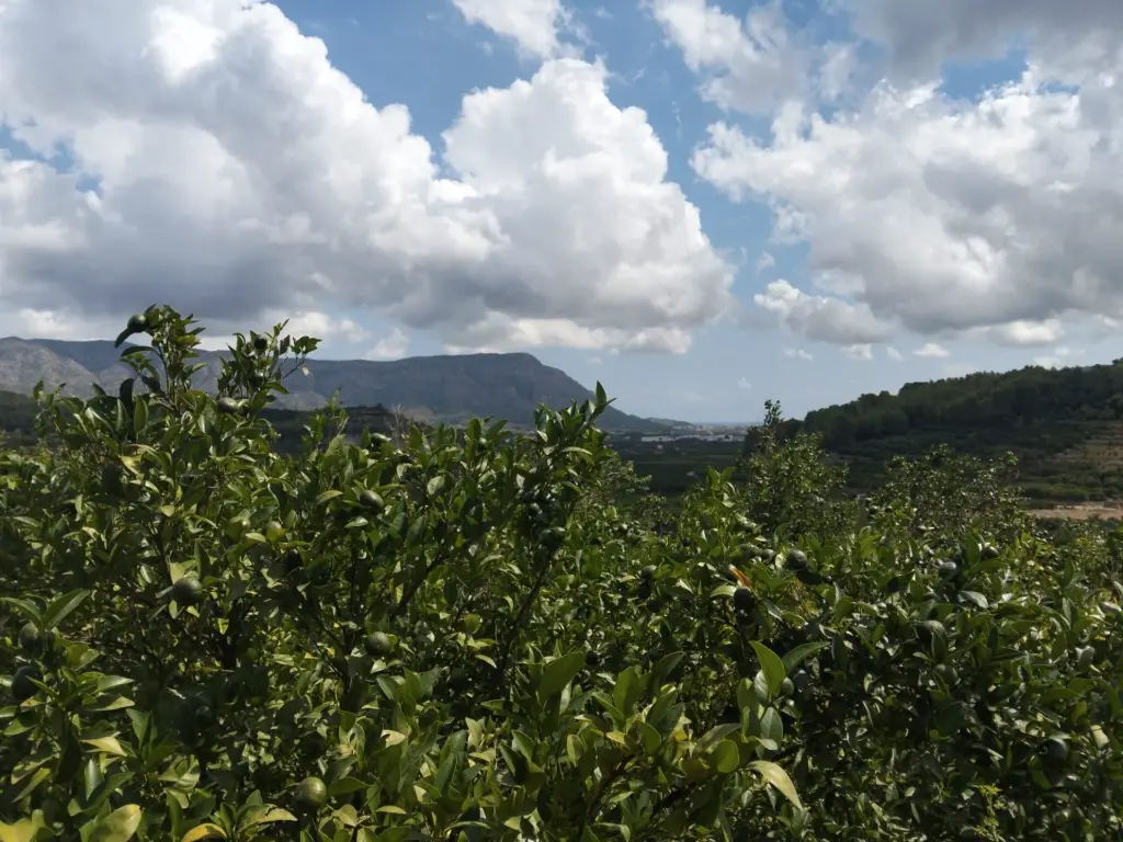Naranjos de nuestra finca con las montañas de La Valldigna al fondo