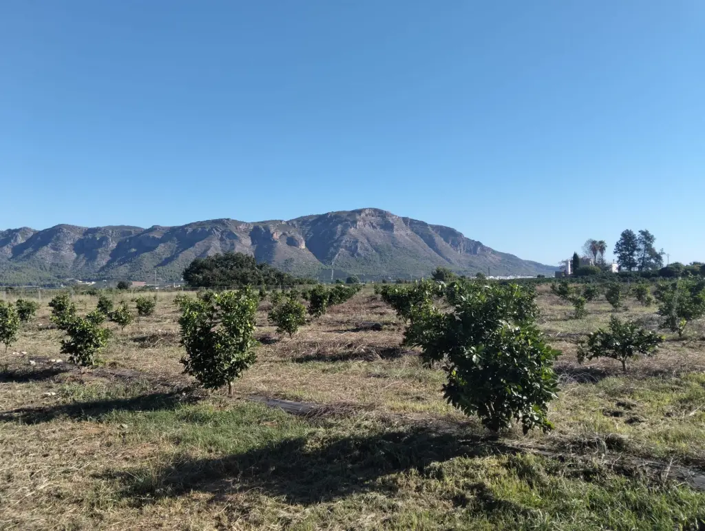 Naranjos en nuestra finca de Tavernes de la Valldigna, con la montaña al fondo