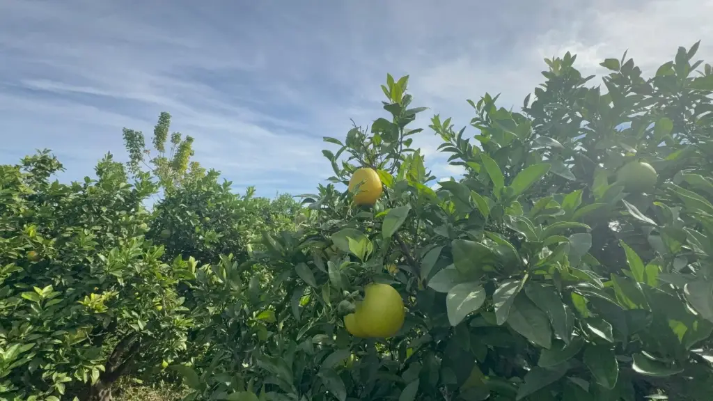 Naranjas en el árbol, todavía amarillentas a principios de temporada