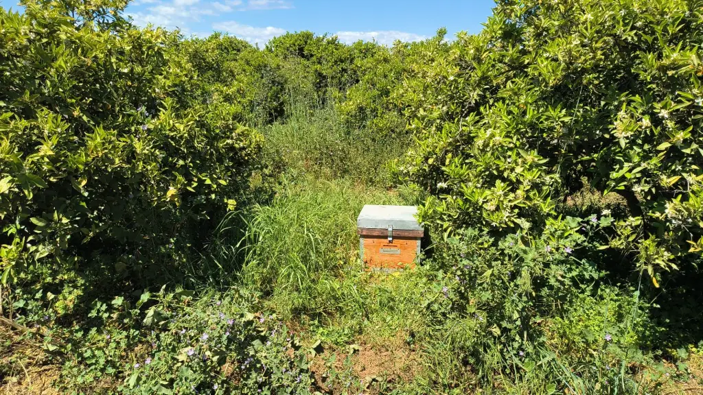 Una colmena entre los naranjos de nuestra finca