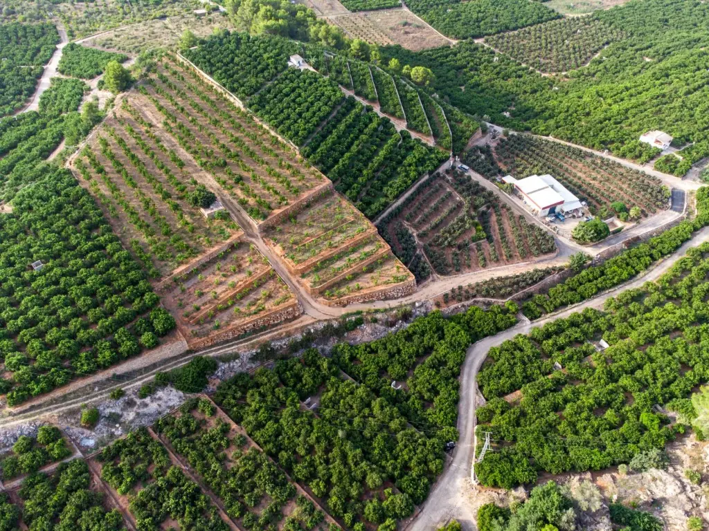 Vista aérea de bancales de naranjos en La Valldigna, donde está nuestra finca