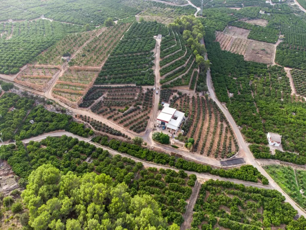 Naranjos en bancales de La Valldigna vistos desde el aire