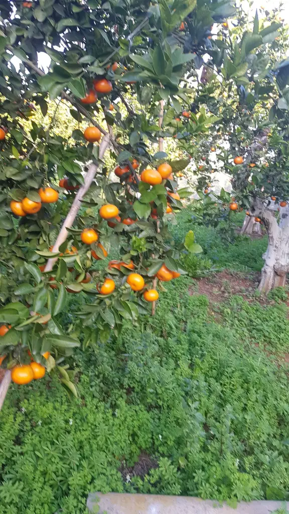 Naranjo con fruta y cubierta vegetal espontánea a sus pies