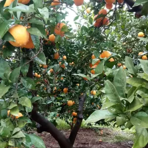 Naranjo cargado de naranjas maduras en nuestra finca de La Valldigna