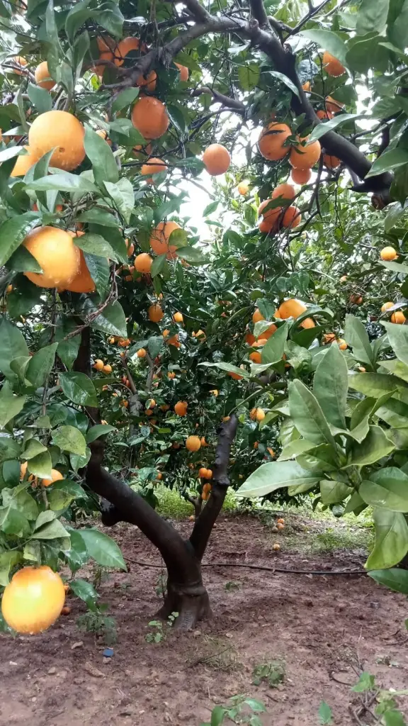 Naranjo cargado de naranjas maduras en nuestra finca de La Valldigna