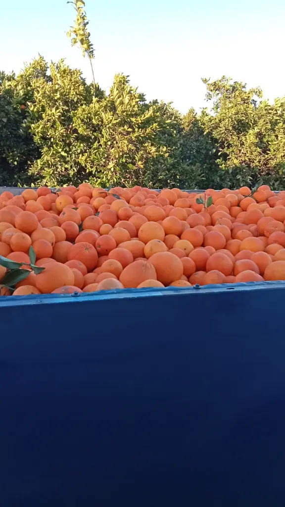 Palot lleno de naranjas recién recogidas entre los naranjos