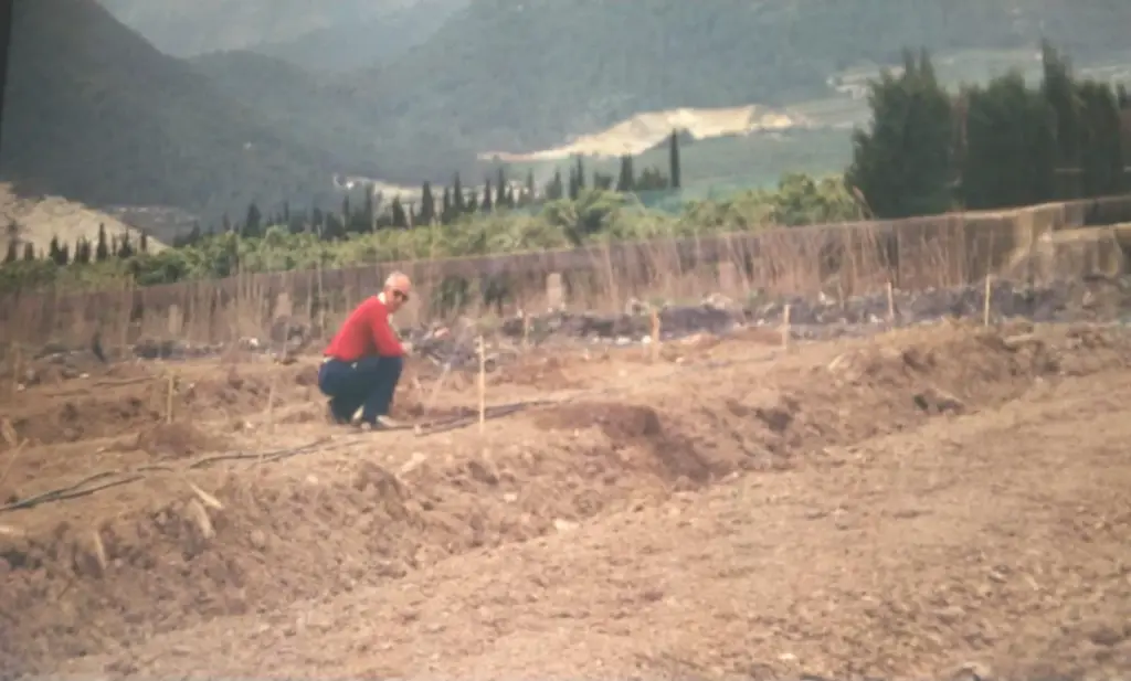 El abuelo Pepe agachado entre los plantones el día de la plantación, con la montaña al fondo