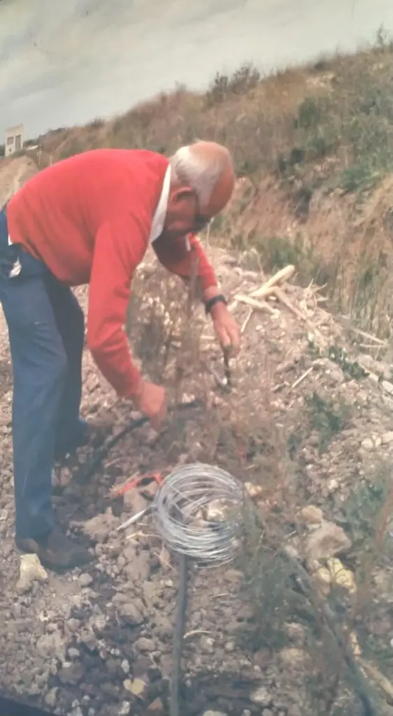 El abuelo Pepe colocando las líneas del riego por goteo junto a un plantón