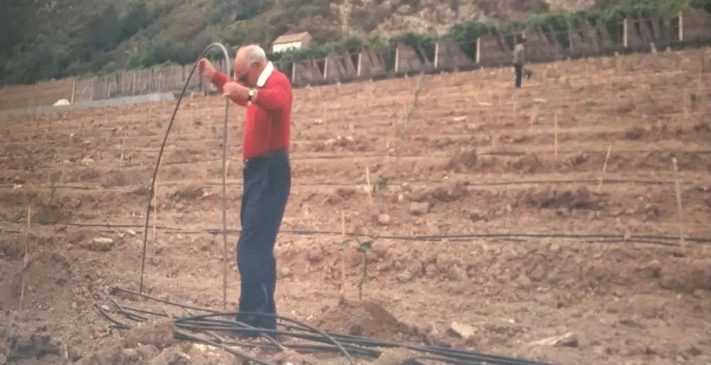 El abuelo Pepe de pie en la parcela recién plantada, entre las líneas de goteo