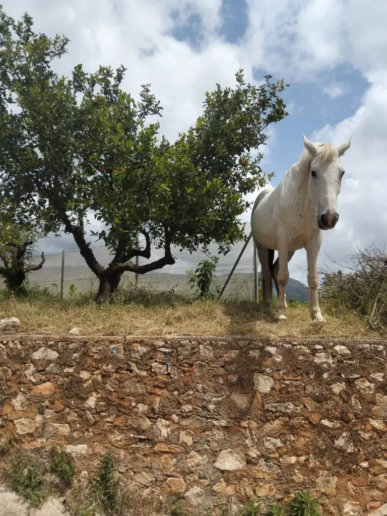 Caballo blanco suelto en un bancal de nuestra finca