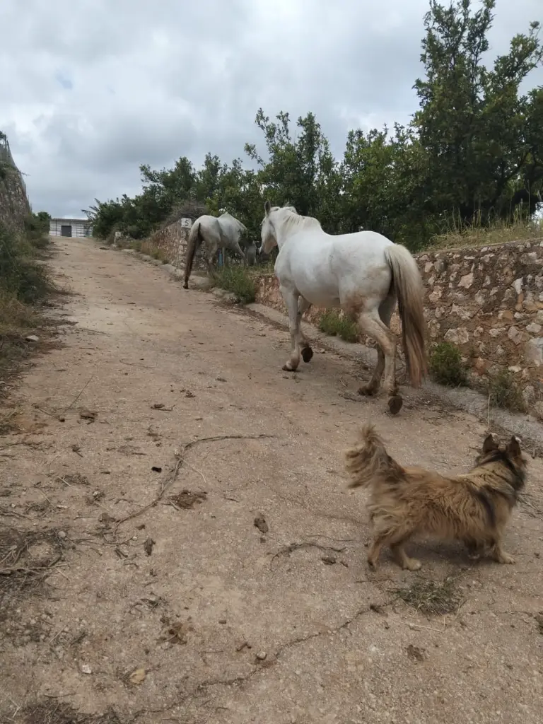 Dos caballos blancos y un perro en el camino entre bancales