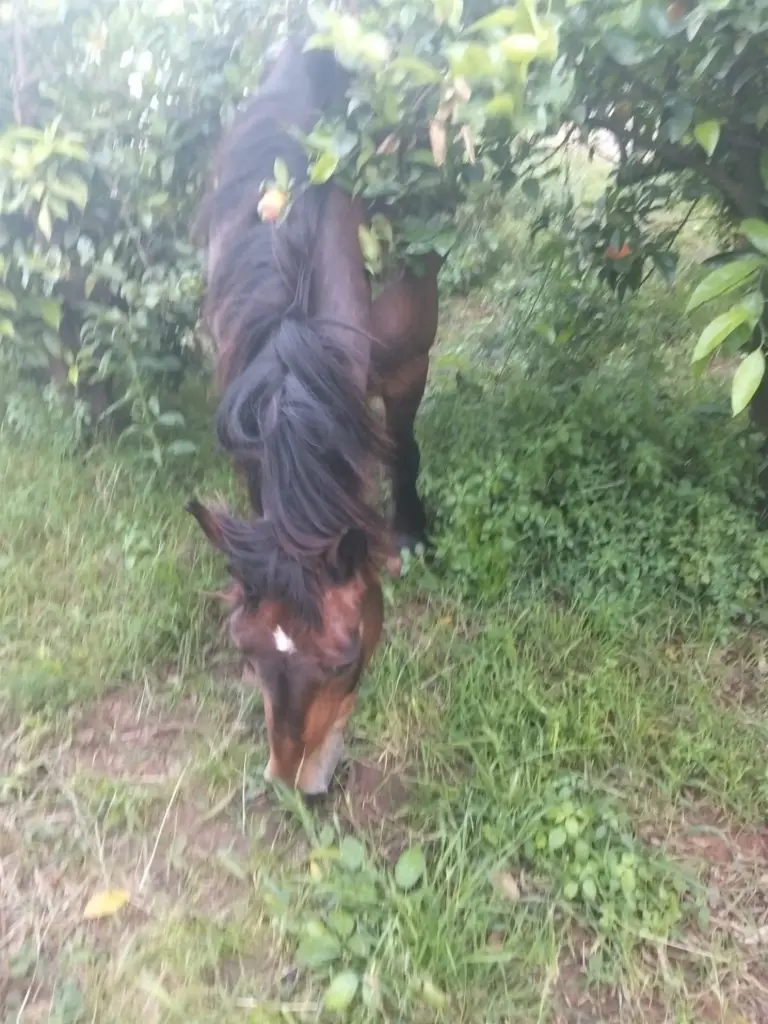 Caballo castaño comiendo la hierba de la cubierta vegetal bajo los árboles