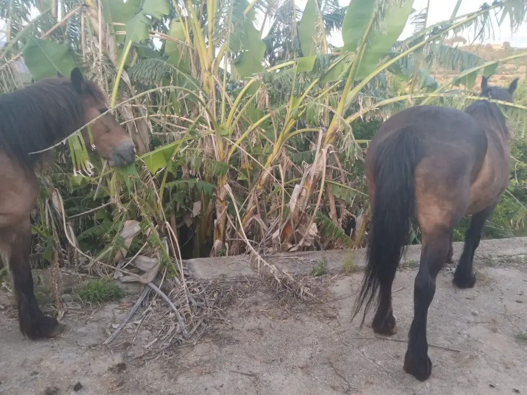 Dos caballos castaños sueltos junto a unas plataneras en la finca