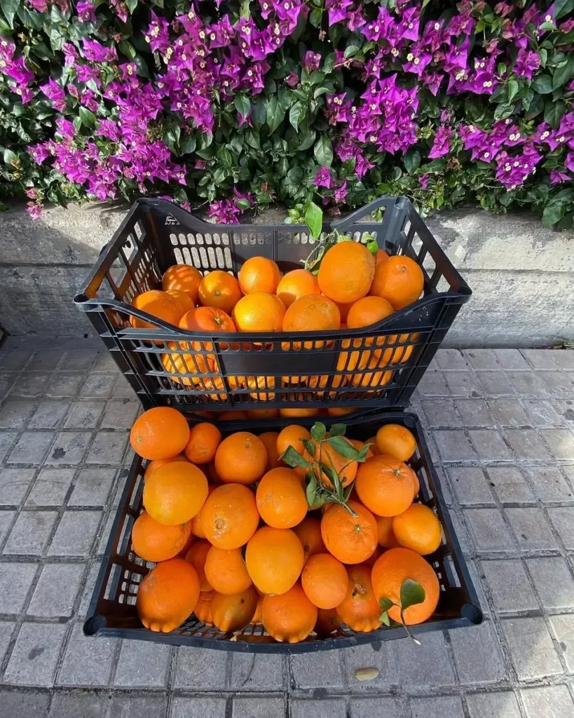 Dos cajas llenas de naranjas recién recogidas junto a una buganvilla, al lado de uno de nuestros carritos de zumo en València
