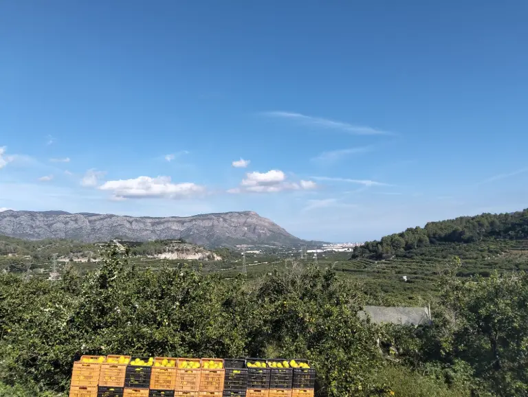 Cajas de naranjas recogidas en la finca, con el valle de La Valldigna al fondo