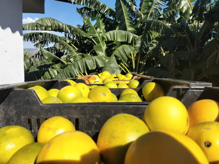 Naranjas recién recogidas en cajas de campo, vistas de cerca