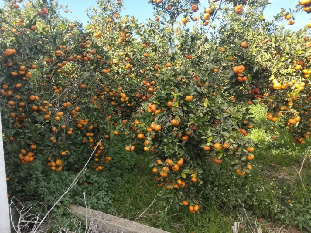 Naranjos cargados de fruta en la finca de SOMSUC en Tavernes de la Valldigna