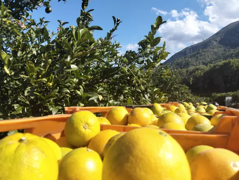 Cajas de campo con naranjas recién recogidas delante de los naranjos y la montaña de La Valldigna