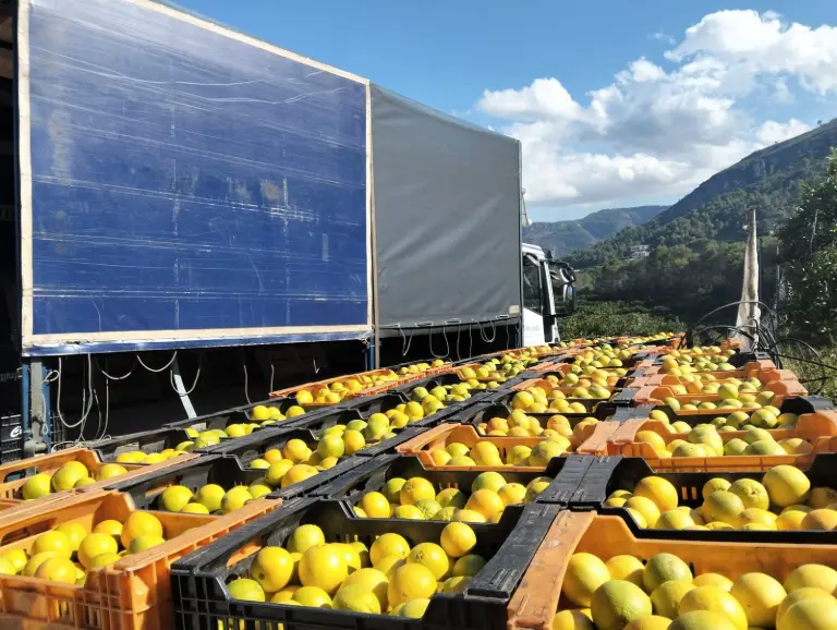 Cajas de campo llenas de naranjas recién recogidas junto al camión del primer pedido mayorista de la temporada